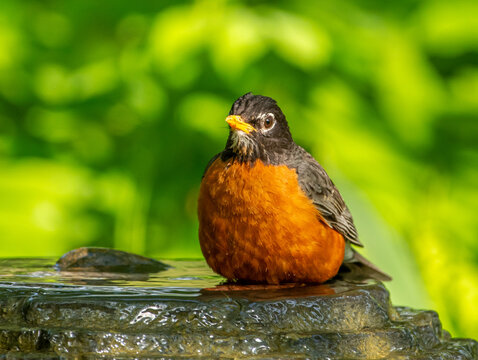American Robin on Garden Fountain