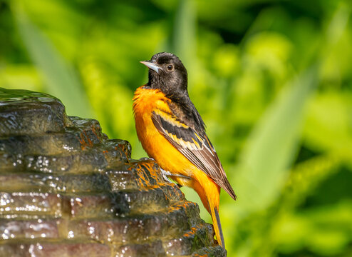 Baltimore Oriole at Garden Fountain