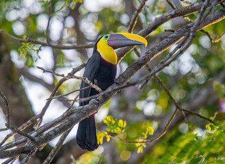 Yellow-throated Toucan © Riverwalker