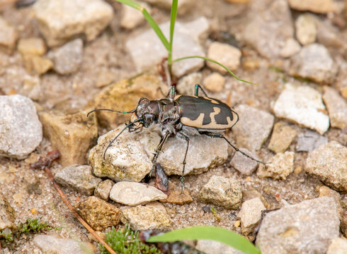Big Sand Tiger Beetle
