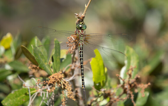 Regal Darner