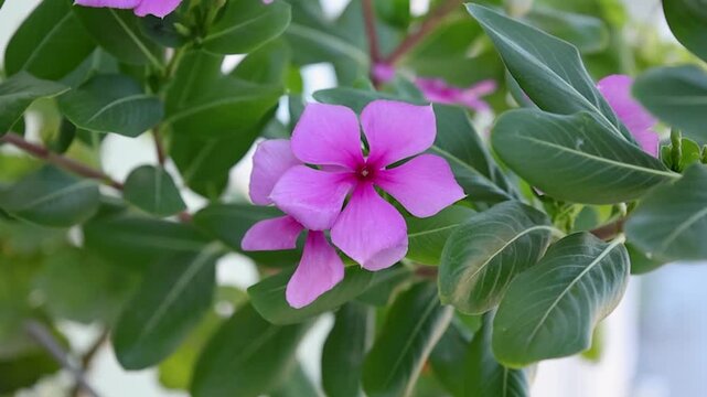 Close-up of a vibrant pink Madagascar periwinkle flower surrounded by lush green leaves outdoors. Soft natural light and shallow depth of field create a fresh, peaceful botanical scene.