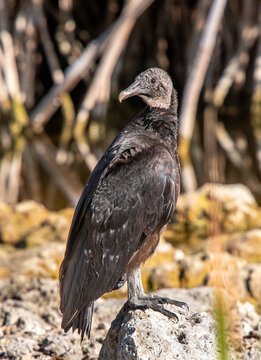 Black Vulture sitting on Florida beach