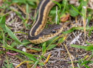 Fototapeta premium Common Garter Snake at Wyalusing State Park