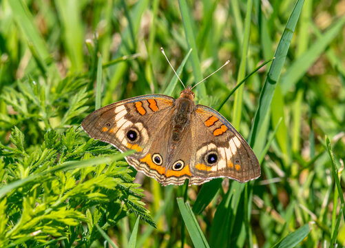 Common Buckeye
