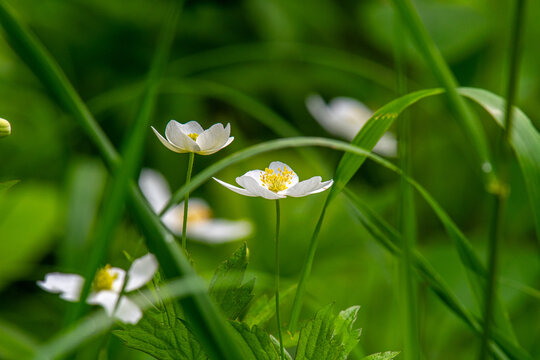 Canada Anemone