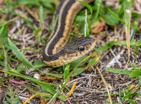 Common Garter Snake at Wyalusing State Park