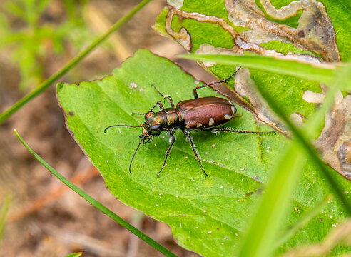 Festive Tiger Beetle