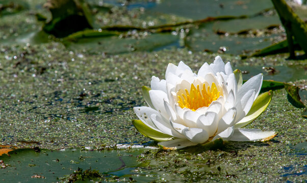 Water Lily