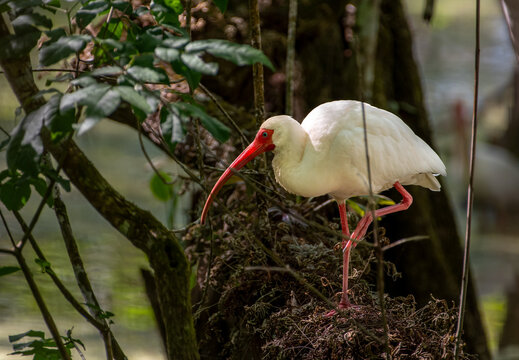 White Ibis at the Audubon Corkscrew Swamp Sanctuary near Naples, Florida