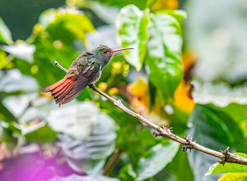 Rufous-tailed Hummingbird
