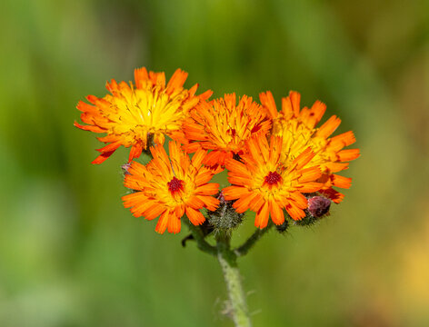 Orange Hawkweed at Blue River Sand Barrens