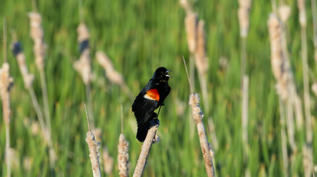 The redwing black bird spring 3