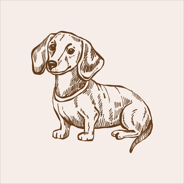 Dachshund dog. Cute pet vector outline sketch. Vintage illustration in beige and brown tones. 