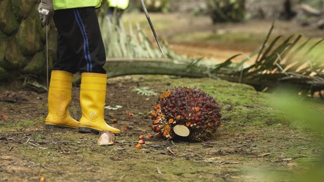 Palm Fruit Harvest Palm Oil