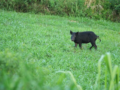 Feral pig in tropical grassland near Pahoa, Hawaii