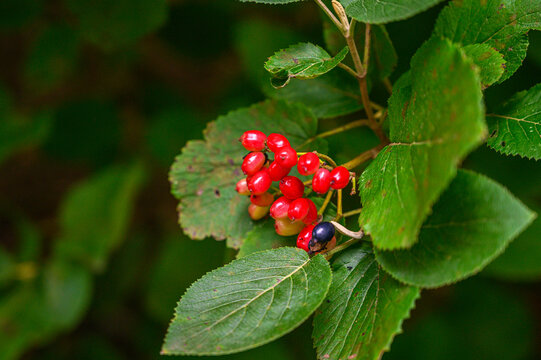 Cluster of vibrant red berries on a branch with green leaves