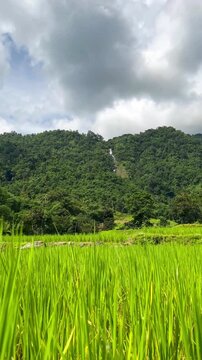 A low-angle shot of fully grown rice plants with leaves swaying in the breeze on a sunny day. The background features a waterfall and mountains covered in dense forest.