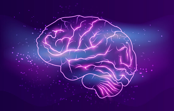 human brain vector illustration