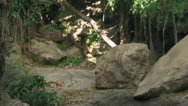 In a forest, large rocks are scattered among green plants. Sunlight filters through trees, highlighting the earthy scene. The environment shows natures raw beauty and tranquility.