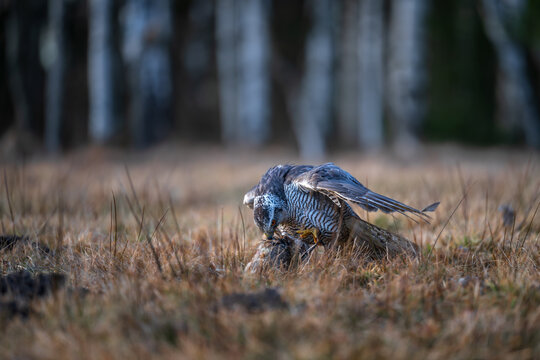 Eurasian goshawk Accipiter gentilis feeding on its prey in a grassy field during golden hour wildlife photography