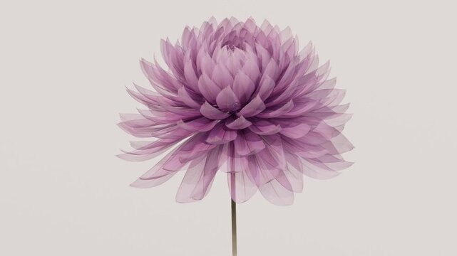 Translucent pink purple dahlia flower slowly blooming and scattering into flying petals, minimalist x-ray style abstract botanical on soft beige