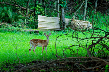 A young spotted fawn stands alert in a bright green meadow at the edge of a wooded area, framed by branches and tree trunks that create a peaceful, natural woodland scene.  © Del Harper