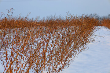 Obraz premium Dry brown bushes pierce through the snow-covered field under a clear winter sky. Soft evening light highlights the texture of the stems, creating a harmonious contrast with the cold snow.