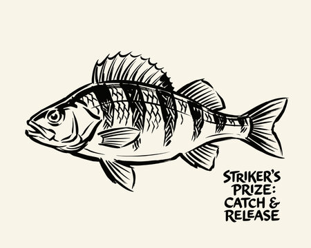 Hand-drawn perch fish sketch. Vintage fishing illustration. Striker's prize catch and release graphic. Freshwater sport fishing design.
