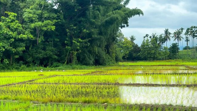 A video of light rain falling on a rice field in the Thai countryside. In the background, a flock of birds walks through the field, with a dense forest visible.