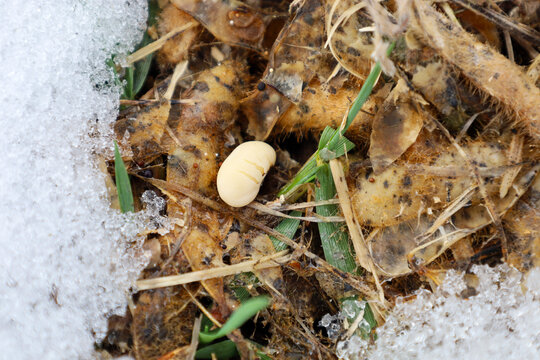 A single soybean grain lies among dry husks, young green grass, and melting snow on field crop residues. This macro shot detailedly captures the texture of post-harvest agricultural waste in early spr