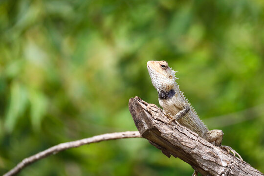 Oriental Garden Lizard, Bloodsucker Lizard, Perched on a Tree Branch. An Oriental Garden Lizard (Calotes versicolor), commonly known as the Bloodsucker Lizard, resting on a tree branch.