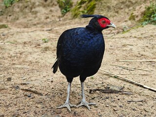 Obraz premium Pheasant Standing on Dirt Ground