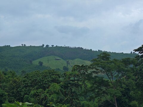 Rolling Green Hills Landscape
