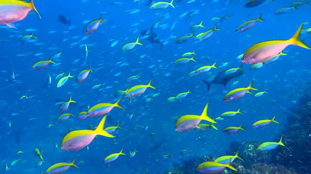 Close-up of a school of yellowtail fish swimming underwater. Seabed exploration, marine ecosystem, underwater nature, tropical fish. Underwater world and the life of its inhabitants. Diving. 4K