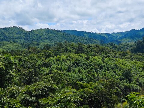Rolling Green Hills Landscape