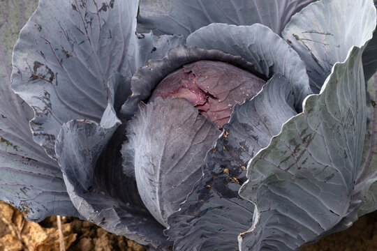 Detailed full frame background of raw red cabbage vegetable