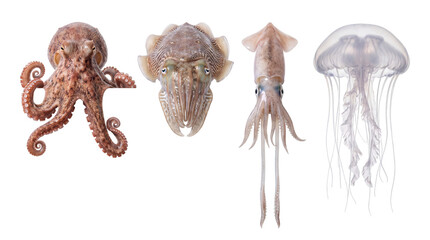 Collection of four marine cephalopods and mollusks on white background, png on isolated, transparent background © PNG Studio 99