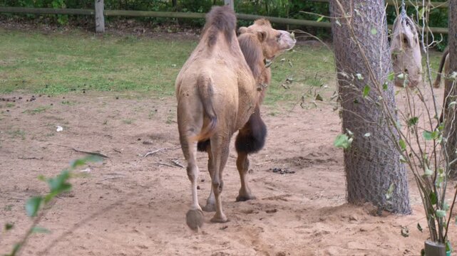 4K video of a playful Bactrian camel playfully kicking its hind leg and walking around an outdoor zoo paddock.