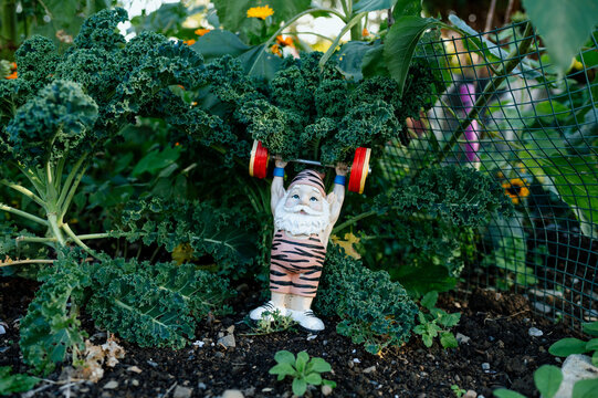 Funny gym gnome in the middle of vegetables and sunflowers