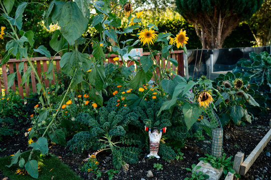 Funny gym gnome in the middle of vegetables and sunflowers