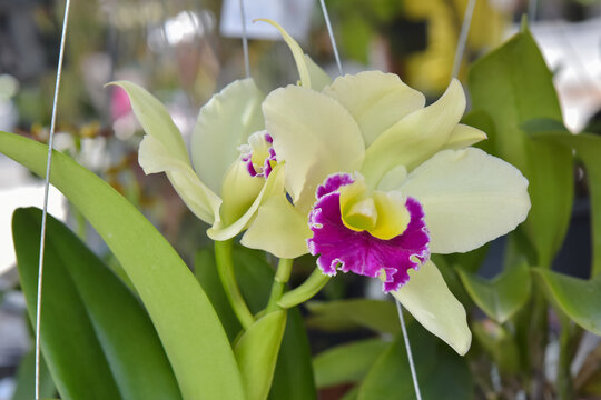 Rhyncholaeliocattleya Orchid flower in the garden