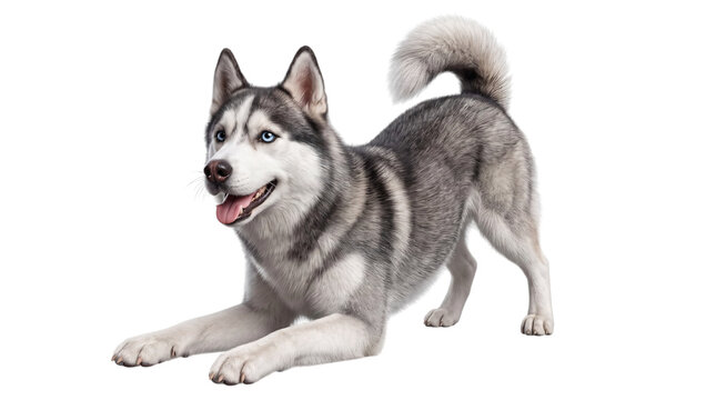 Siberian husky dog in play bow pose on white background, png on isolated, transparent background
