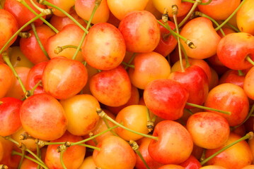 U-pick royal Anne cherries, Johnson Farms, Marion County, Oregon © George