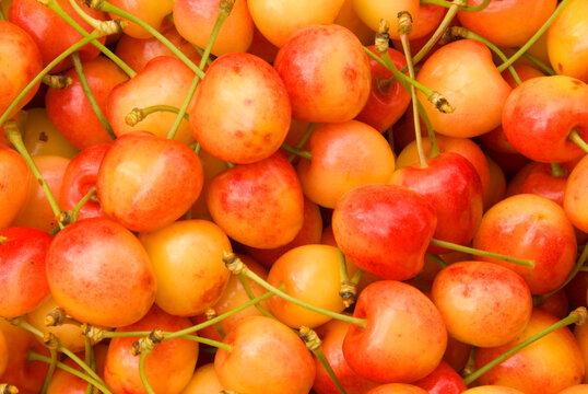 U-pick royal Anne cherries, Johnson Farms, Marion County, Oregon