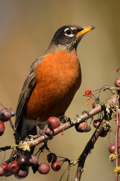 American robin (Turdus migratorius), Marion County, Oregon