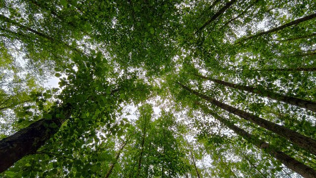 Green forest canopy creating a dense natural ceiling of leaves and branches, with tree trunks ascending towards the bright sky and sunlight filtering through the foliage