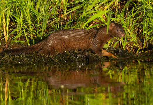 American mink (Neovison vison), Willamette River Greenway, Marion County, Oregon