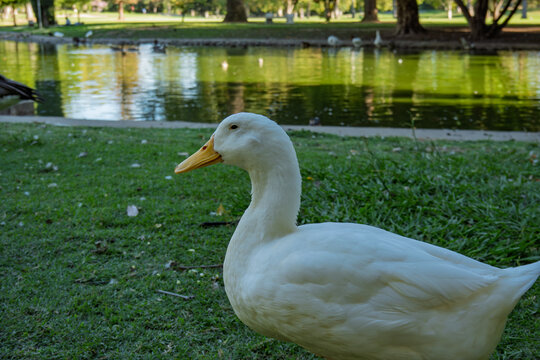 A large white duck stands on grass near a pond