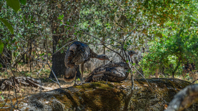 Wild Turkeys Perched on Mossy Fallen Log in Forest